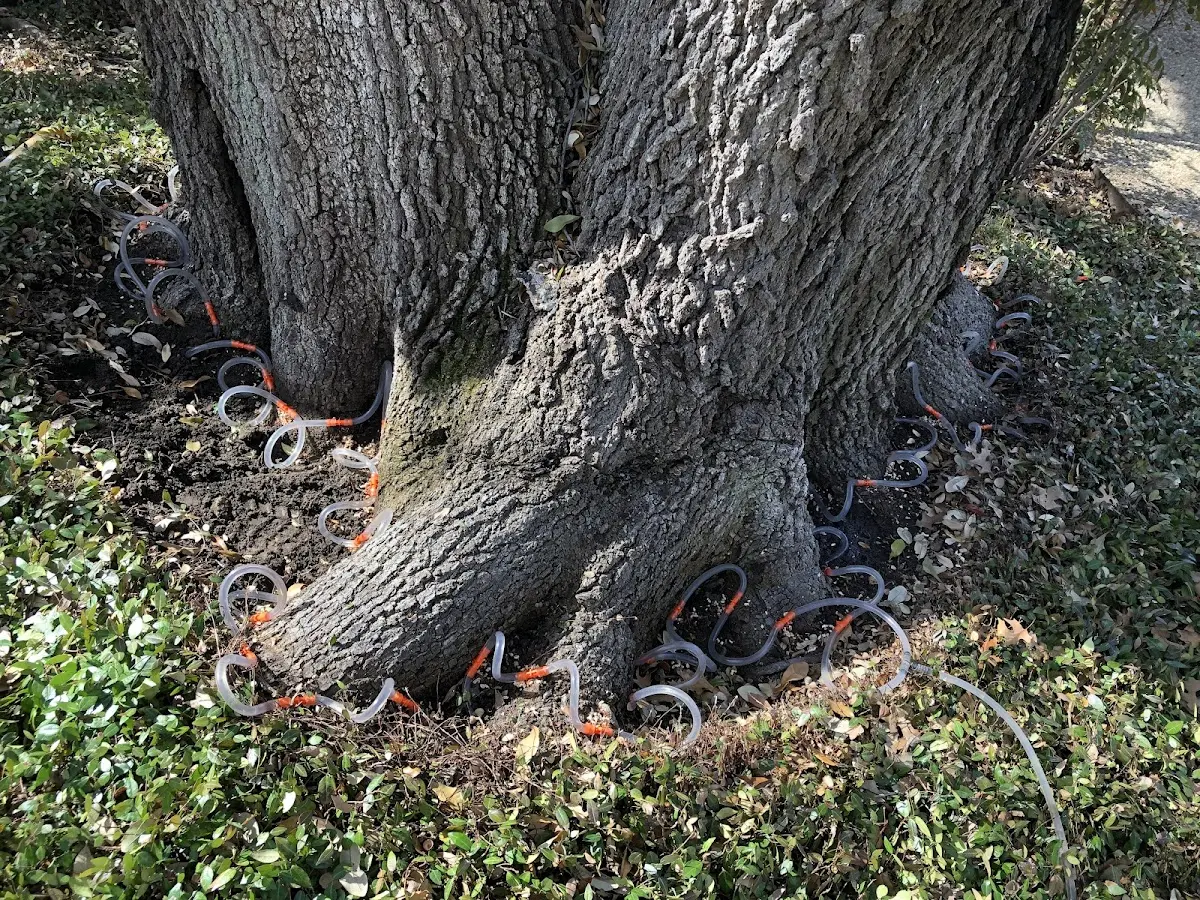 Detailed Tree Cabling and Bracing job site in Berthoud
